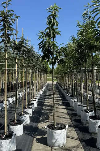 Esskastanie 'Lyon' | Castanea sativa 'Lyon'