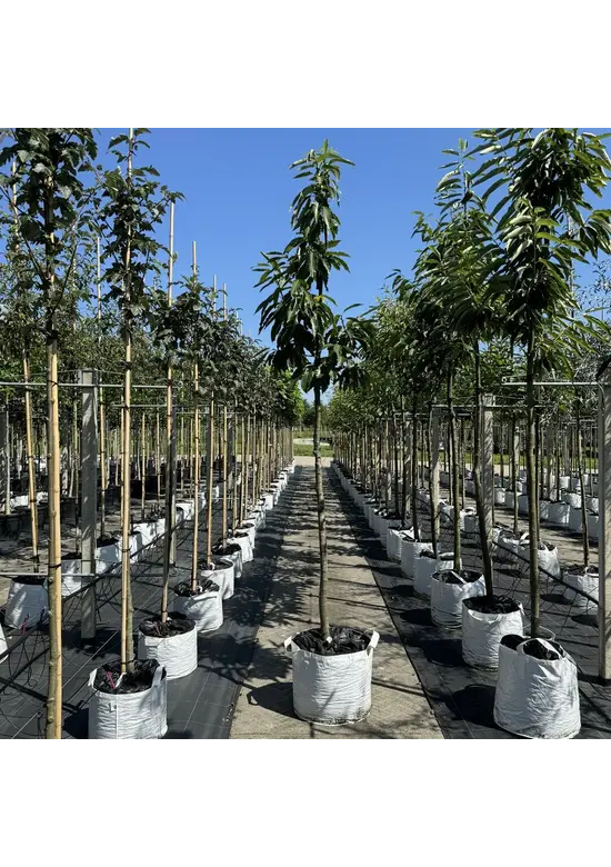 Esskastanie 'Lyon' | Castanea sativa 'Lyon'