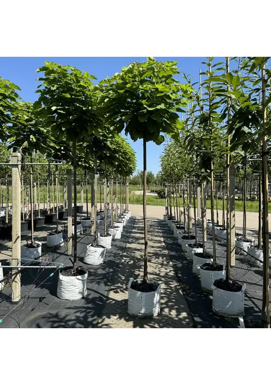 Kugeltrompetenbaum | Catalpa bignonioides 'Nana'