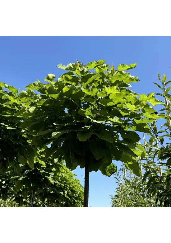 Kugeltrompetenbaum | Catalpa bignonioides 'Nana'