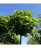 Kugeltrompetenbaum | Catalpa bignonioides 'Nana'