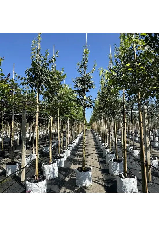 Zürgelbaum | Celtis australis