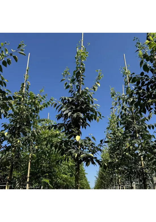 Zürgelbaum | Celtis australis