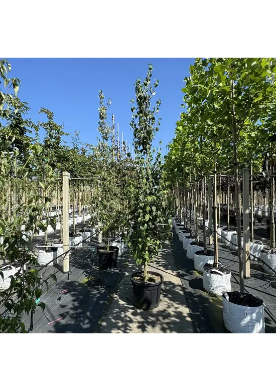 Chinesischer Blumen-Hartriegel 'Chinensis' | Cornus kousa 'Chinensis'