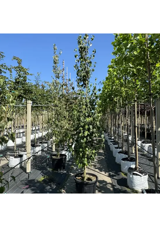 Chinesischer Blumen-Hartriegel 'Chinensis' | Cornus kousa 'Chinensis'