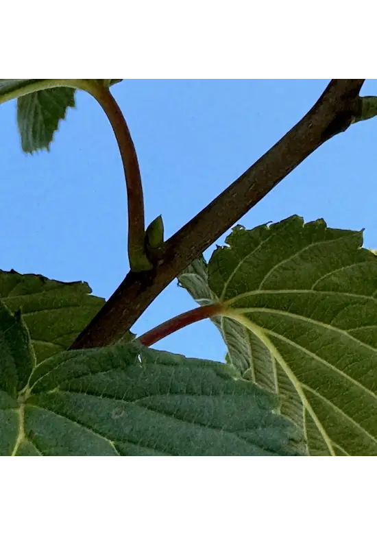 Taschentuchbaum | Davidia involucrata