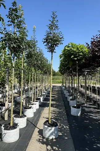 Blumenesche | Fraxinus ornus Blumenesche | Fraxinus ornus