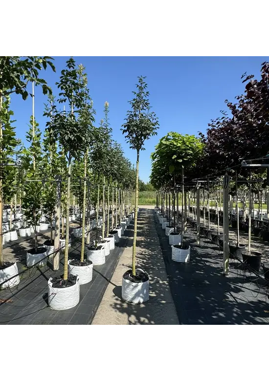 Blumenesche | Fraxinus ornus