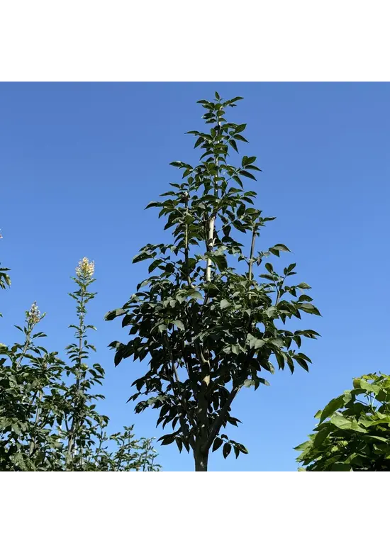 Blumenesche | Fraxinus ornus