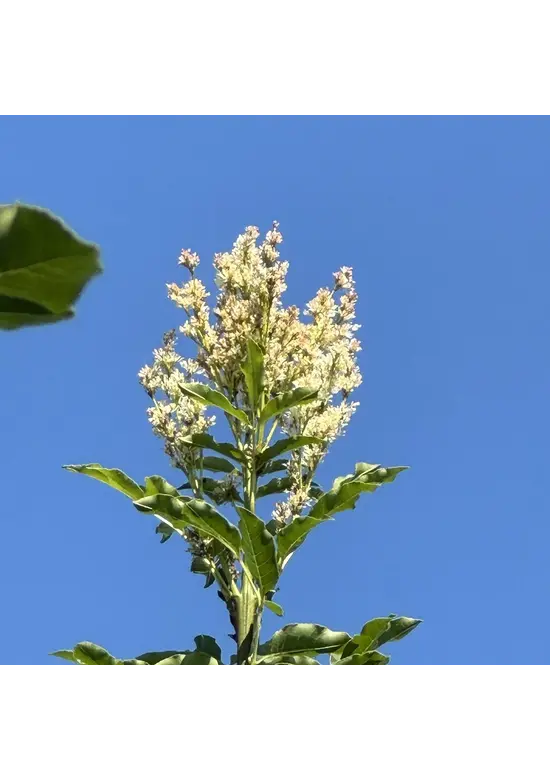 Blumenesche | Fraxinus ornus