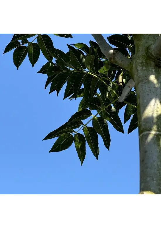 Blumenesche | Fraxinus ornus