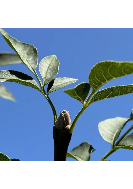 Blumenesche | Fraxinus ornus