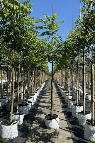 Schwarze Walnuss | Juglans nigra