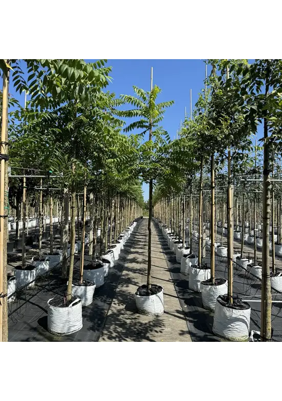 Schwarze Walnuss | Juglans nigra