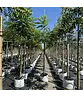 Schwarze Walnuss | Juglans nigra Schwarze Walnuss | Juglans nigra