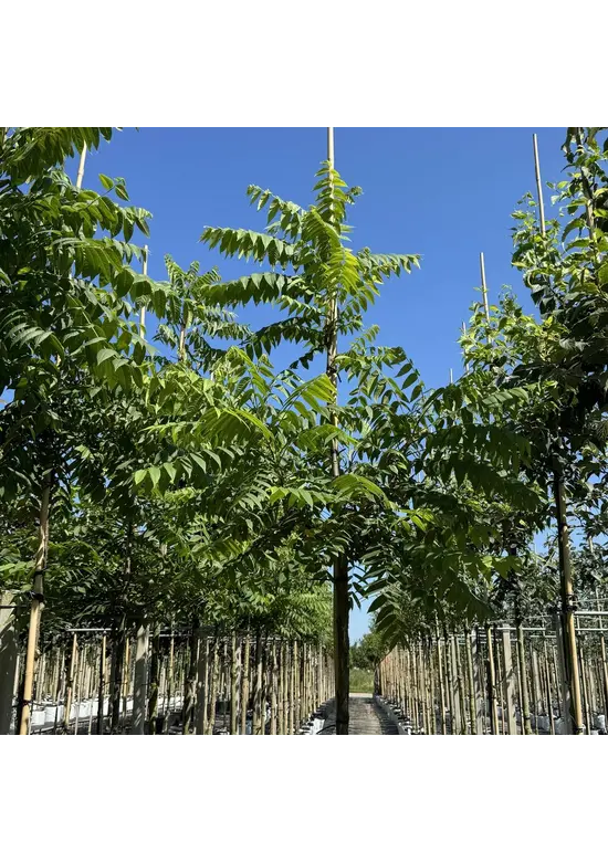 Schwarze Walnuss | Juglans nigra