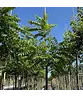 Schwarze Walnuss | Juglans nigra Schwarze Walnuss | Juglans nigra
