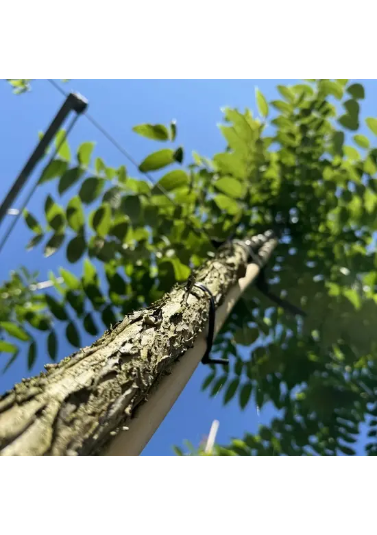 Schwarze Walnuss | Juglans nigra