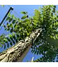 Schwarze Walnuss | Juglans nigra Schwarze Walnuss | Juglans nigra