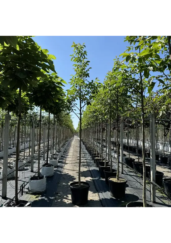 Walnussbaum | Juglans regia