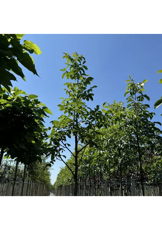 Walnussbaum | Juglans regia