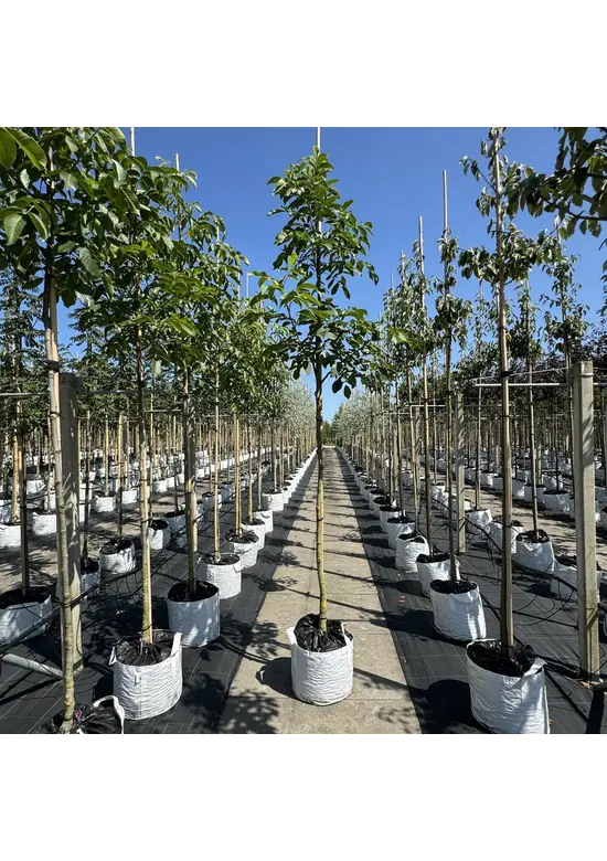 Walnussbaum 'Broadview' | Juglans regia 'Broadview'