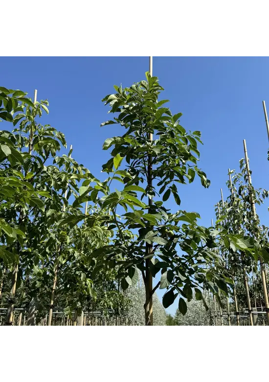 Walnussbaum 'Broadview' | Juglans regia 'Broadview'