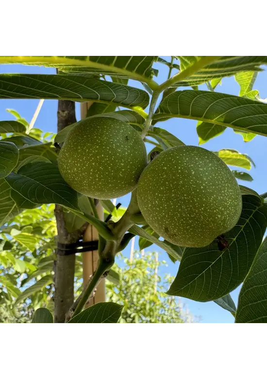 Walnussbaum 'Broadview' | Juglans regia 'Broadview'