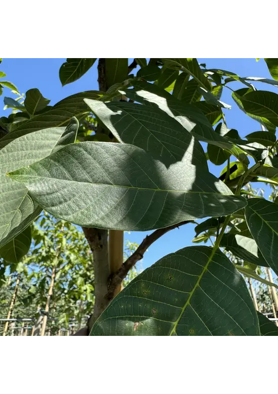 Walnussbaum 'Broadview' | Juglans regia 'Broadview'