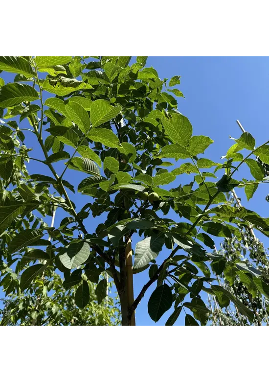 Walnussbaum 'Broadview' | Juglans regia 'Broadview'