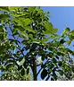 Walnussbaum 'Broadview' | Juglans regia 'Broadview'