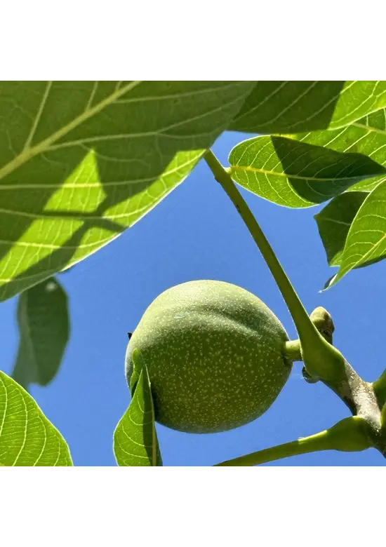 Walnussbaum 'Buccaneer' | Juglans regia 'Buccaneer'