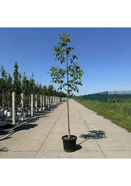 Walnussbaum 'Buccaneer' | Juglans regia 'Buccaneer'