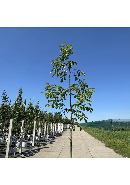 Walnussbaum 'Buccaneer' | Juglans regia 'Buccaneer'