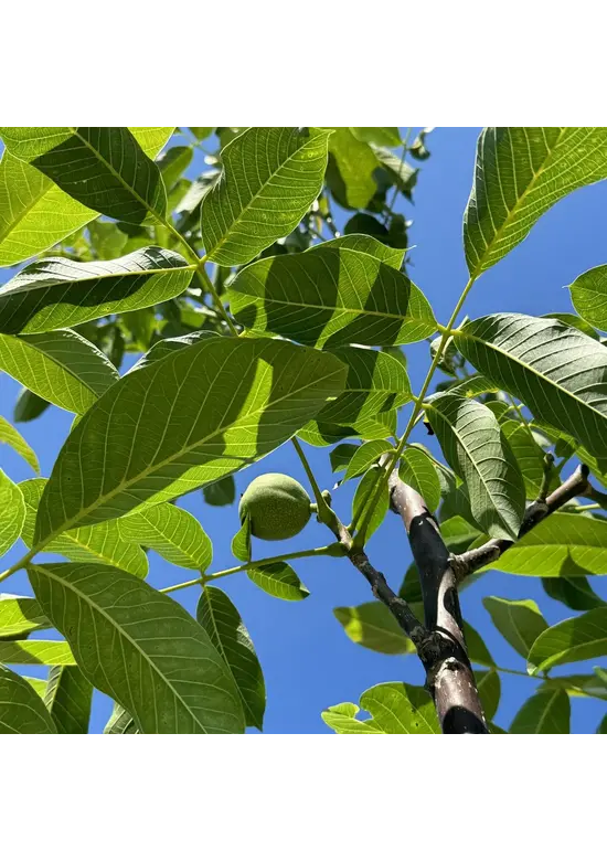 Walnussbaum 'Buccaneer' | Juglans regia 'Buccaneer'