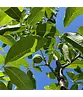 Walnussbaum 'Buccaneer' | Juglans regia 'Buccaneer'
