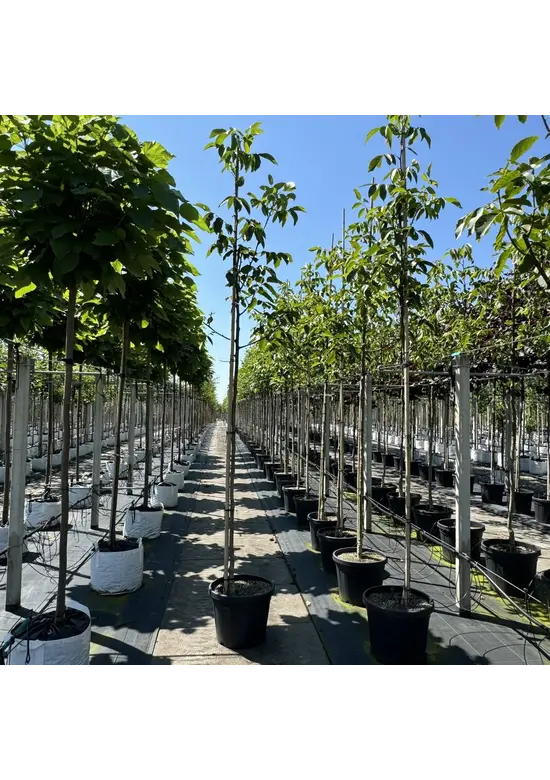 Wallnussbaum 'Nr 16' | Juglans regia 'Nr 16'