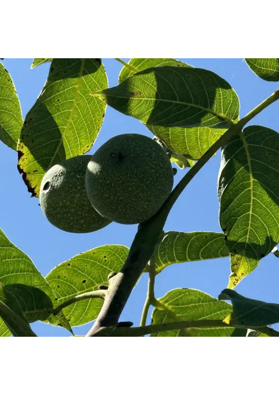 Wallnussbaum 'Nr 16' | Juglans regia 'Nr 16'