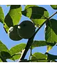 Wallnussbaum 'Nr 16' | Juglans regia 'Nr 16'