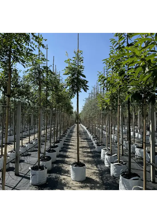 Blasenesche | Koelreuteria paniculata Blasenesche | Koelreuteria paniculata