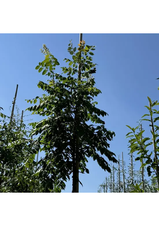 Blasenesche | Koelreuteria paniculata Blasenesche | Koelreuteria paniculata