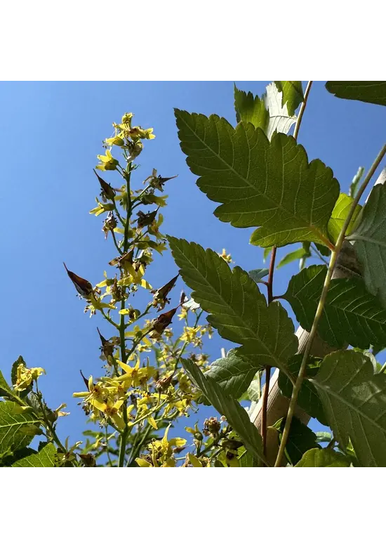Blasenesche | Koelreuteria paniculata Blasenesche | Koelreuteria paniculata