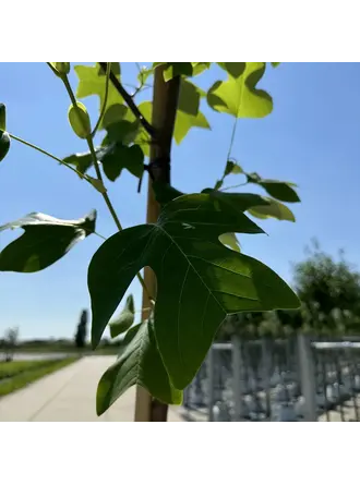 Amerikanischer Tulpenbaum Kaufen | 3 Jahre Garantie - Venovi
