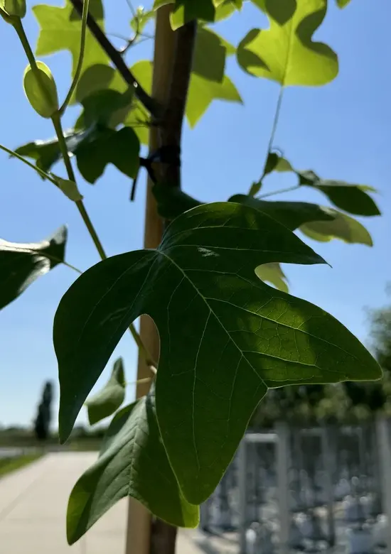 Amerikanischer Tulpenbaum Kaufen | 3 Jahre Garantie - Venovi