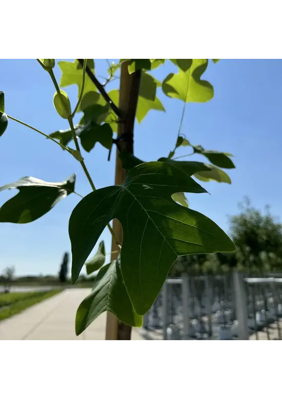 Amerikanischer Tulpenbaum | Liriodendron tulipifera