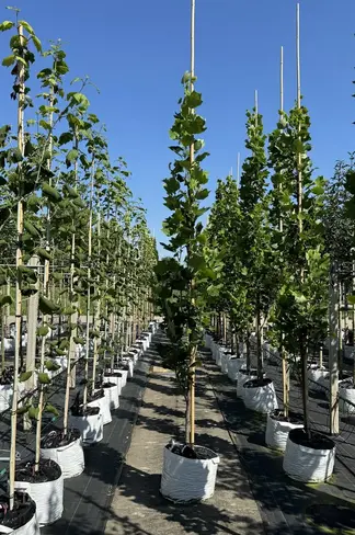 Säulen-Tulpenbaum 'Fastigiatum' | Liriodendron tulipifera 'Fastigiatum' Säulen-Tulpenbaum 'Fastigiatum' | Liriodendron tulipifera 'Fastigiatum'