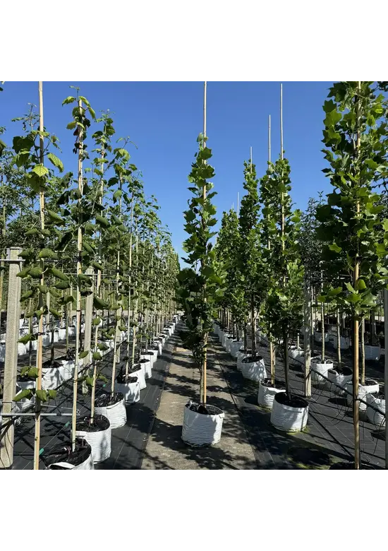 Säulen-Tulpenbaum 'Fastigiatum' | Liriodendron tulipifera 'Fastigiatum' Säulen-Tulpenbaum 'Fastigiatum' | Liriodendron tulipifera 'Fastigiatum'