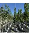 Säulen-Tulpenbaum 'Fastigiatum' | Liriodendron tulipifera 'Fastigiatum'