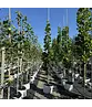 Säulen-Tulpenbaum 'Fastigiatum' | Liriodendron tulipifera 'Fastigiatum' Säulen-Tulpenbaum 'Fastigiatum' | Liriodendron tulipifera 'Fastigiatum'