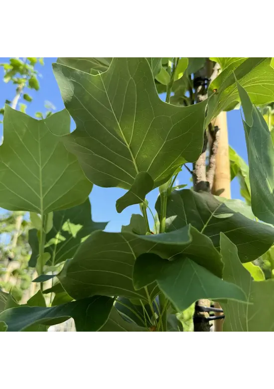 Säulen-Tulpenbaum 'Fastigiatum' | Liriodendron tulipifera 'Fastigiatum' Säulen-Tulpenbaum 'Fastigiatum' | Liriodendron tulipifera 'Fastigiatum'